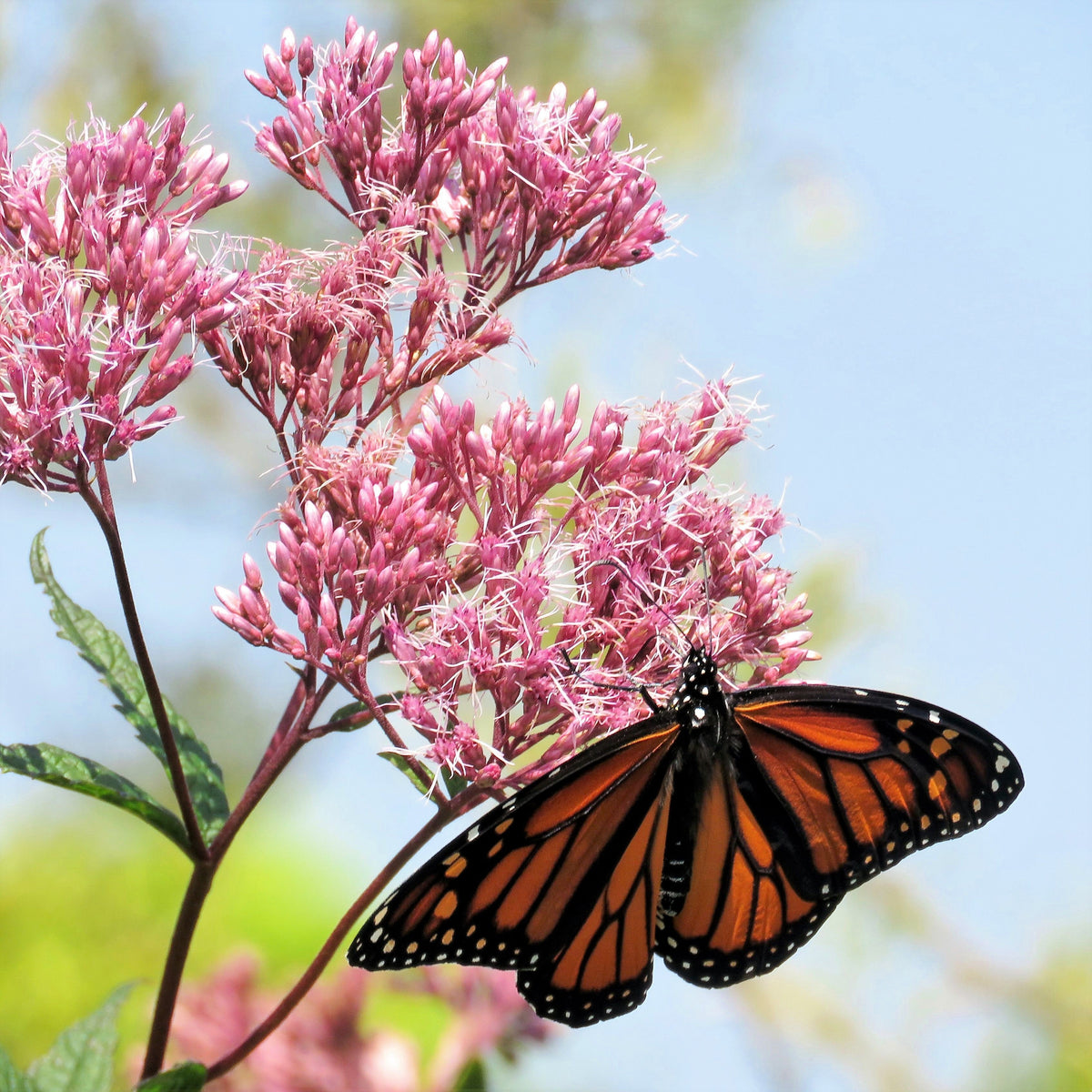 20 HEMP AGRIMONY Eupatorium Cannabinum Raspberries & Cream Flower Seeds