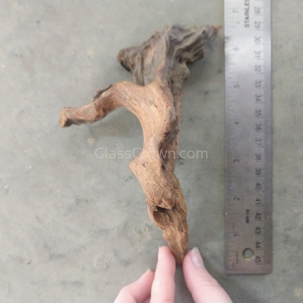 Pacific Driftwood Small (3-6")