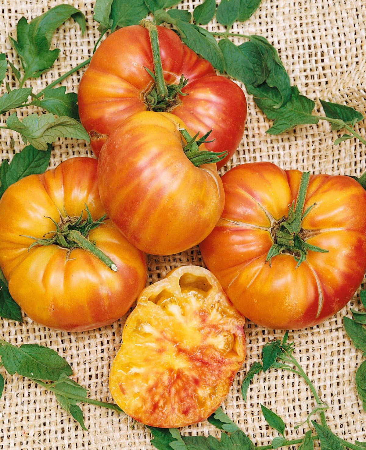 Old German Tomato Live Plants – 2 Pack, Bicolor Yellow-Red Heirloom, Slicing Variety, Solanum lycopersicum