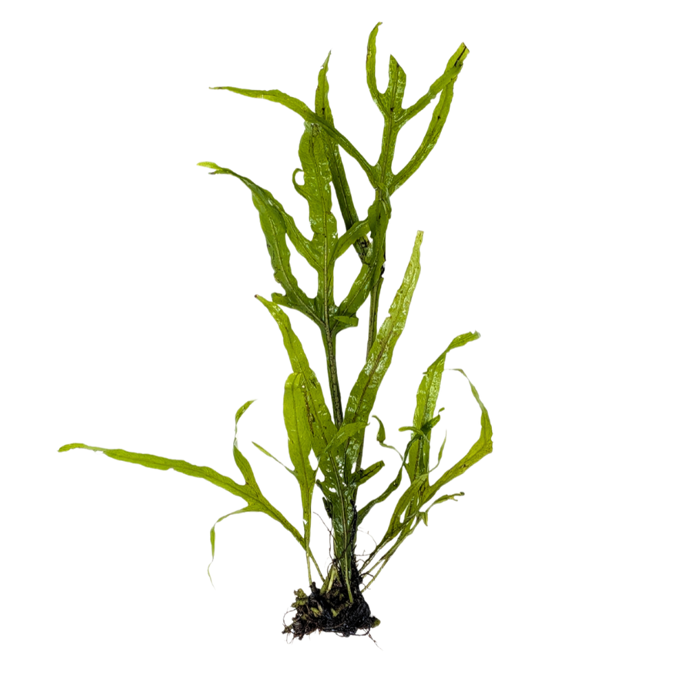 Trident Java Fern