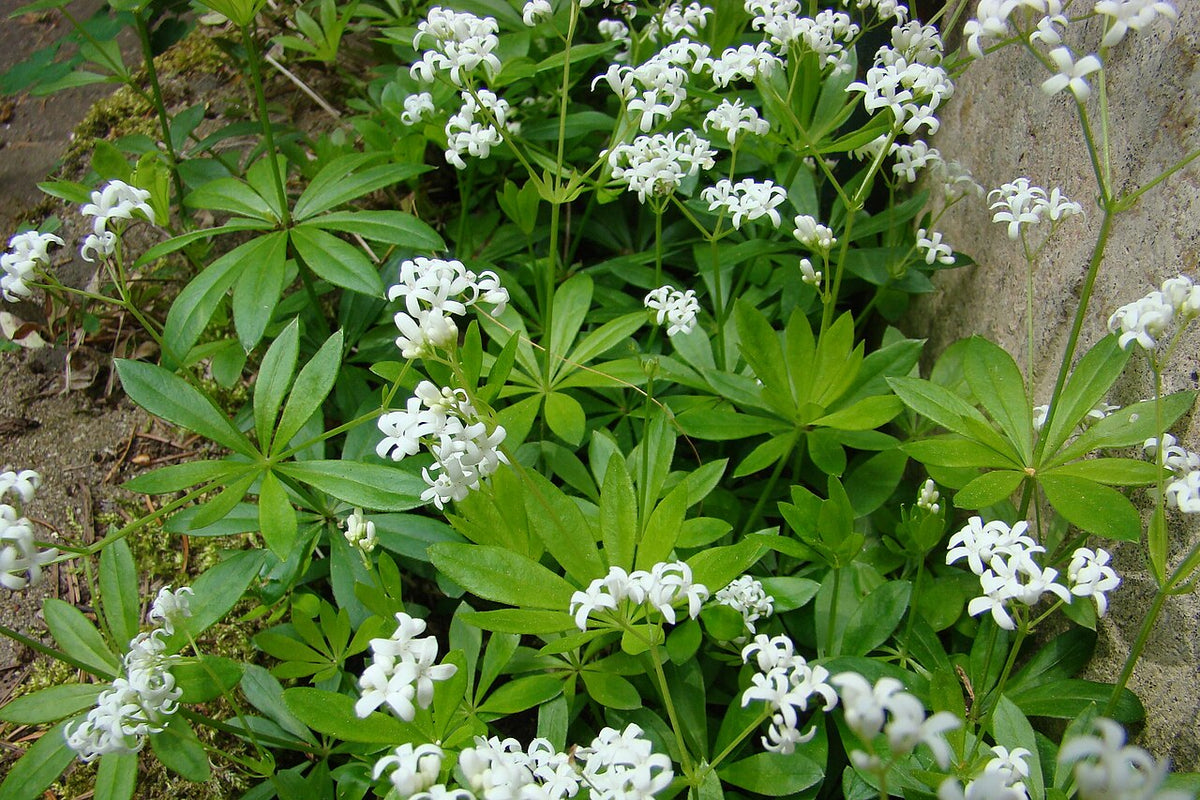Sweet Woodruff (Galium odoratum) – Live Shade Plant Starter | Fragrant Groundcover, Woodland Perennial for Moist, Shady Gardens