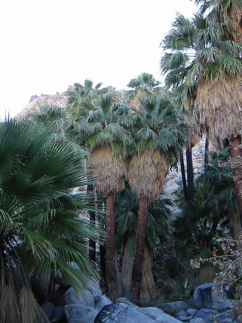Washingtonia filifera Seeds – California Fan Palm, Desert Palm, Hardy Ornamental Palm Tree, 5 Seeds