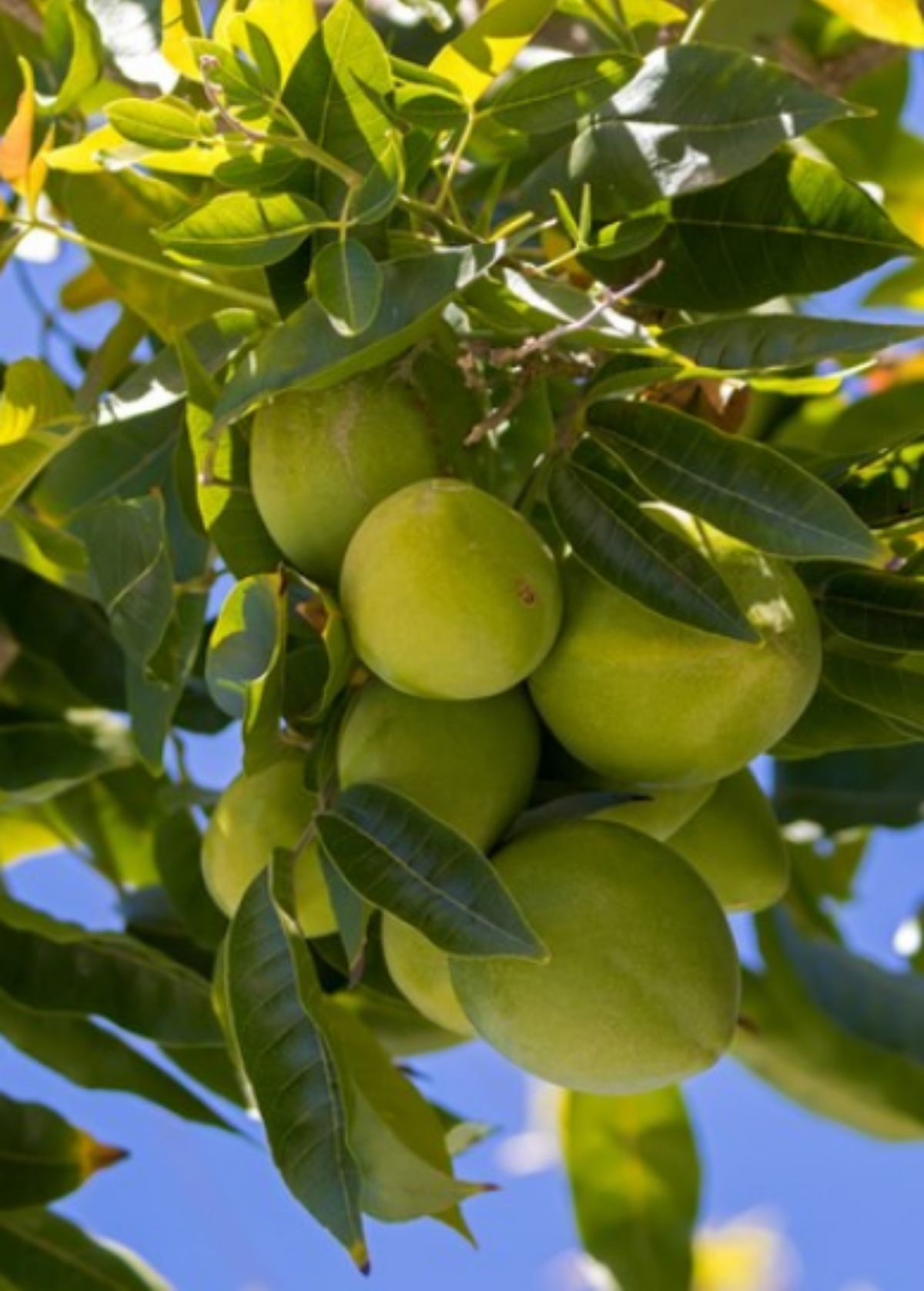 White Sapote Fruit Tree - Edulis Variety, Tropical Dessert Fruit, Vanilla Pudding Flavor, Edible Fruit, White Sapote (Casimiroa edulis)