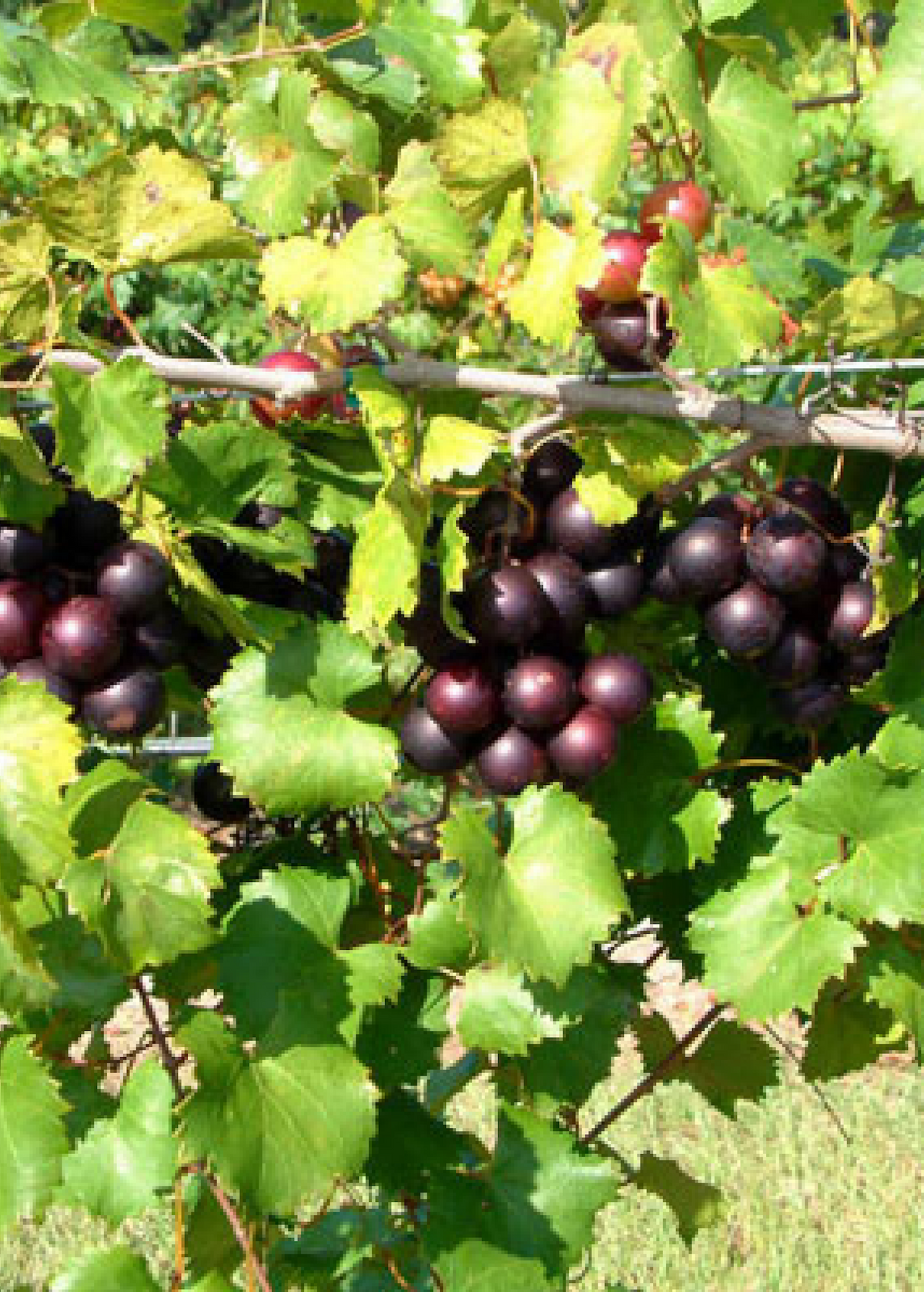 Muscadine Grape Plant 'Alachua' Vitis rotundifolia - Florida-Bred, Disease-Resistant, Sweet Black Grape