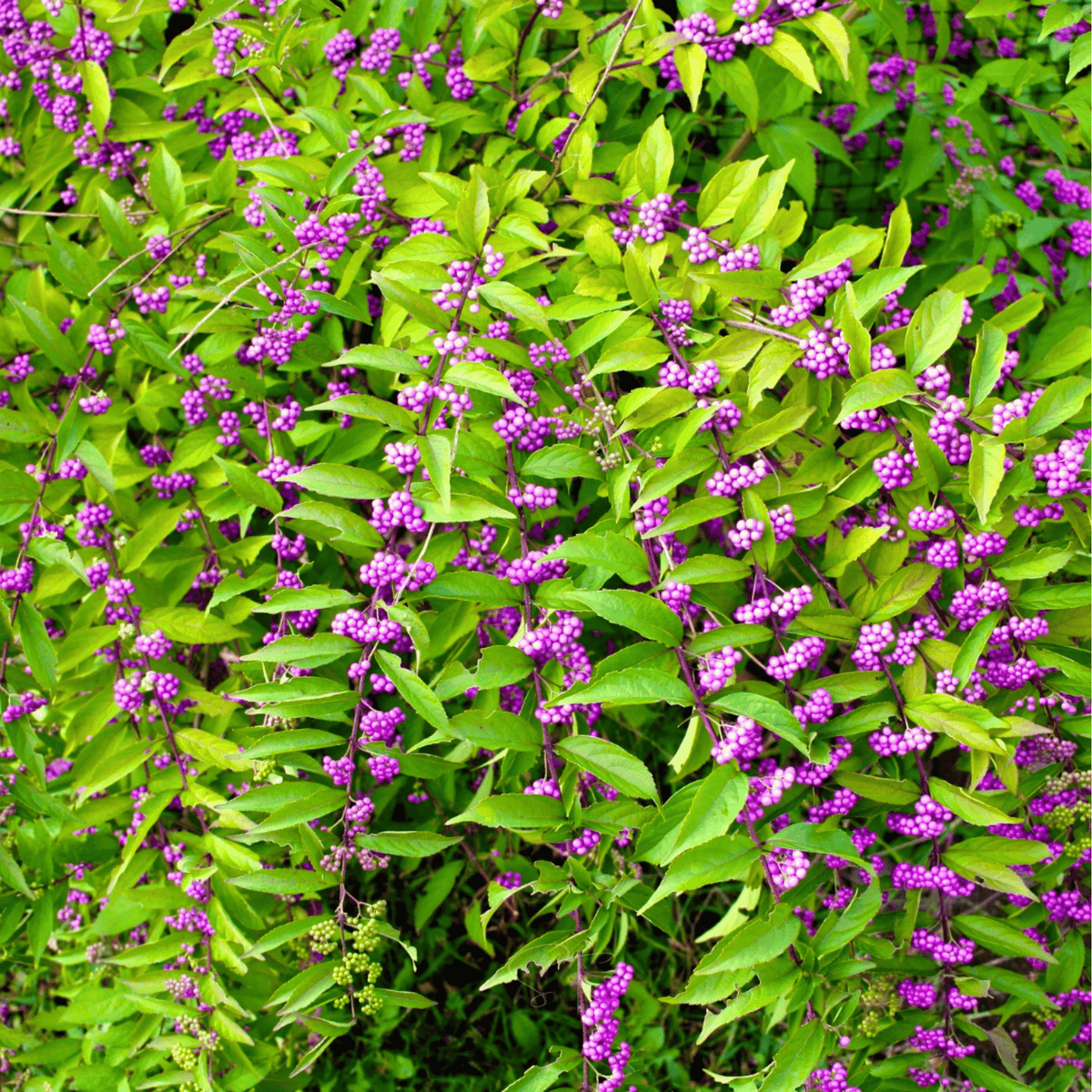 American Beautyberry Seeds - Callicarpa americana, Vibrant Purple Berries, Native Shrub, Fall & Winter Color, Bird Food & Jelly Making