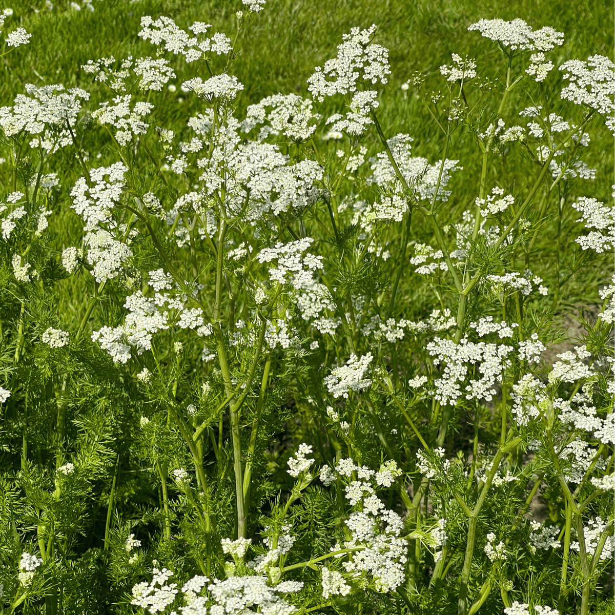 Anise – 100 Seeds