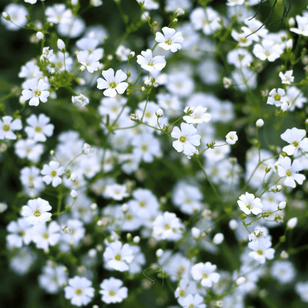Annual Baby's Breath Seeds – Covent Garden White Gypsophila elegans, 500 Heirloom Non-GMO Seeds for Garden Beds & Bouquets