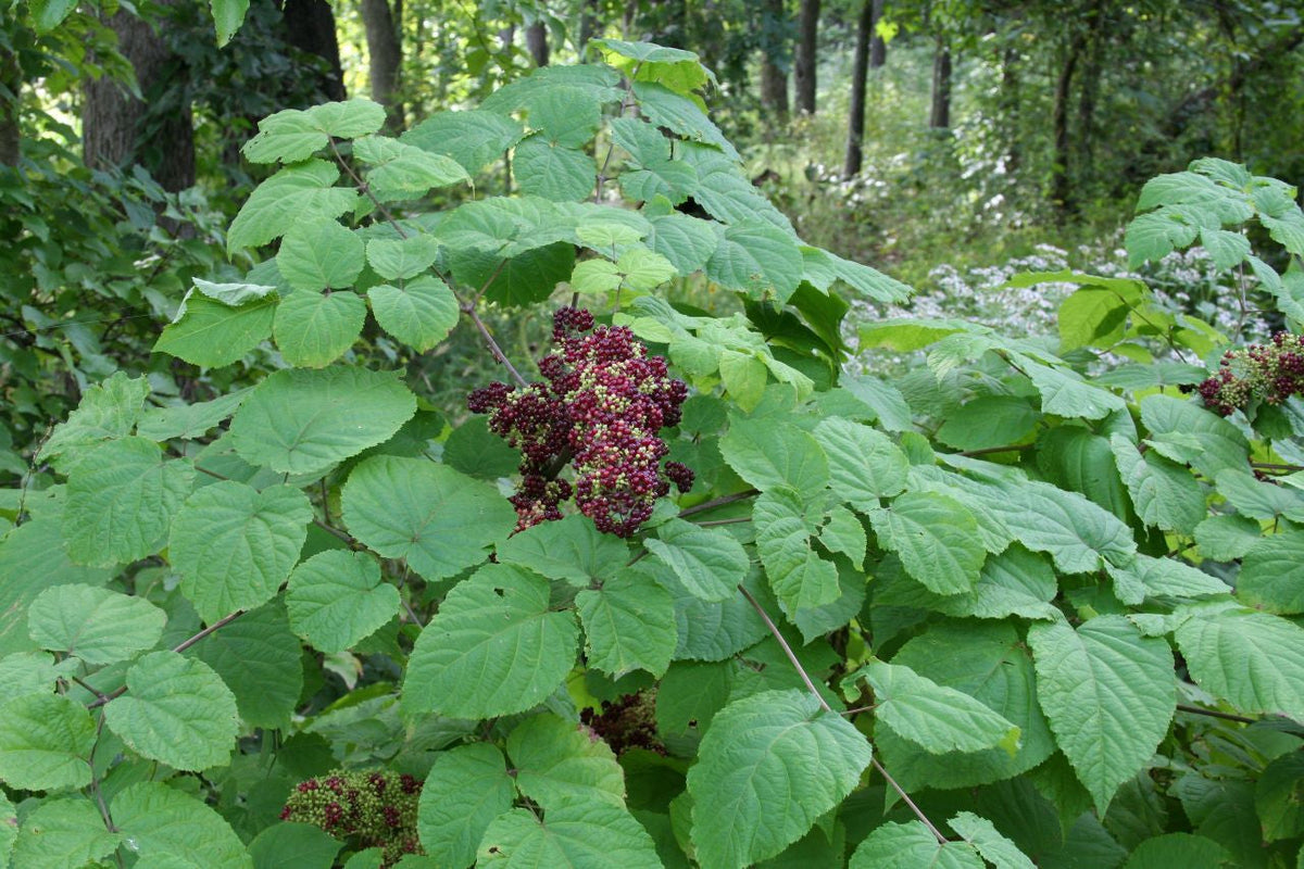 American Spikenard Seeds - Native Woodland Perennial for Pollinator Gardens | Aralia racemosa