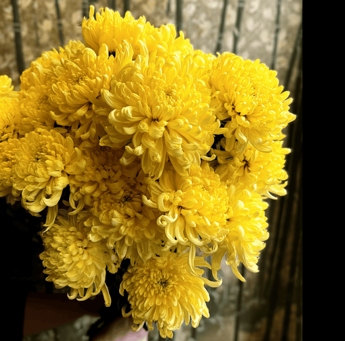 Yellow Paeony Duchess Aster Seeds – Callistephus chinensis, Heirloom, 50 Seeds, Bright Yellow, Double Blooms, Long-Lasting Cut Flowers