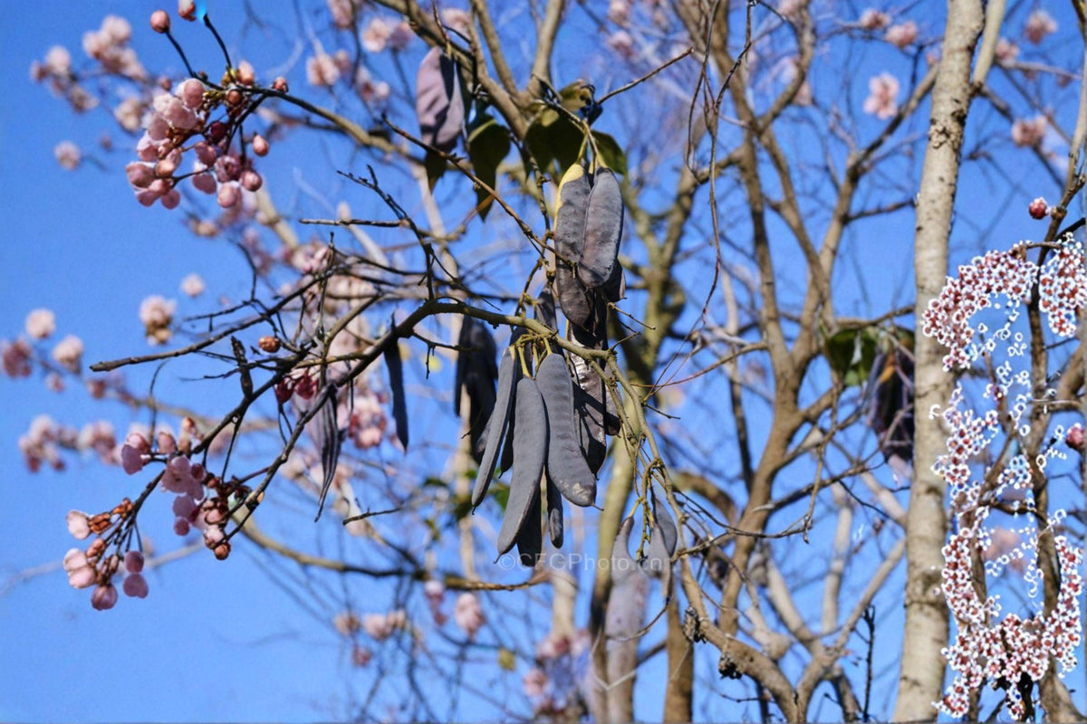 Chinese Honeylocust Seeds, Gleditsia sinensis, Soap Bean Tree, Drought Tolerant, Medicinal Plant, Ornamental Tree, Hardy Deciduous
