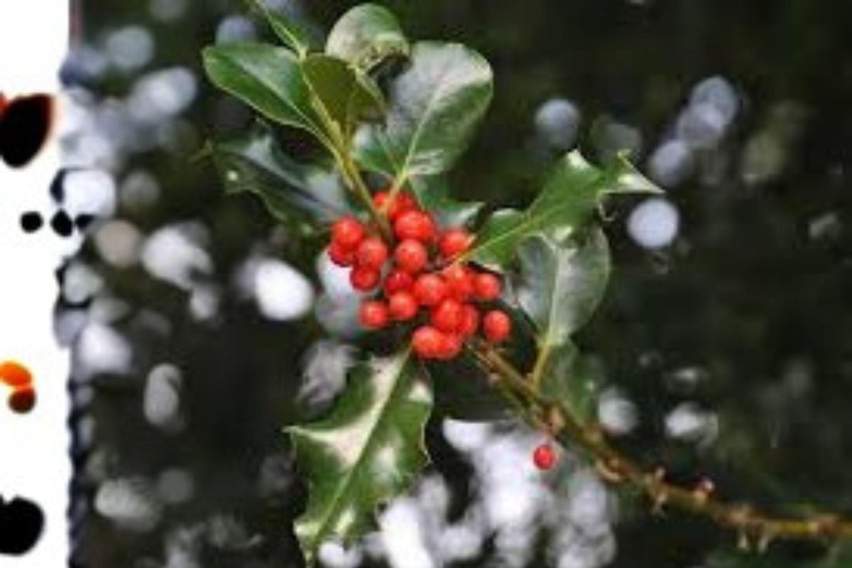 English Holly Seeds | Ilex aquifolium Evergreen Shrub with Red Berries | Ornamental Hedge & Wildlife Plant