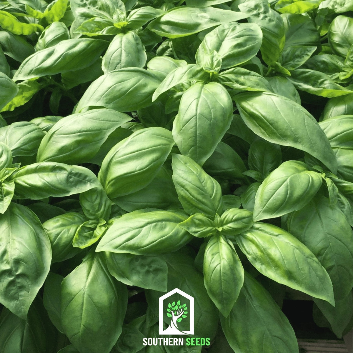 Italian Large Leaf Basil Seeds – Heirloom, Non-GMO, 250 Seeds for Pesto & Mediterranean Cooking
