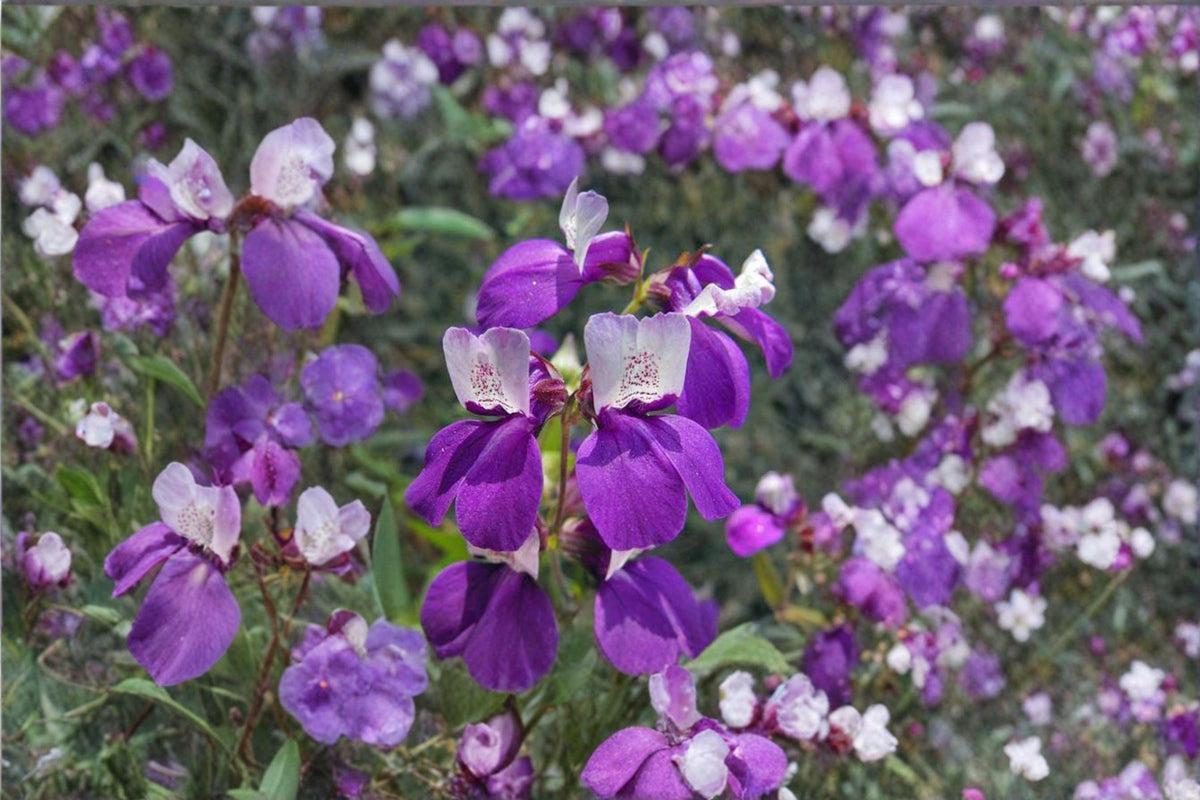 Chinese Houses Seeds – Collinsia heterophylla – California Wildflower – Spring Bloom – Native Annual for Pollinator Gardens
