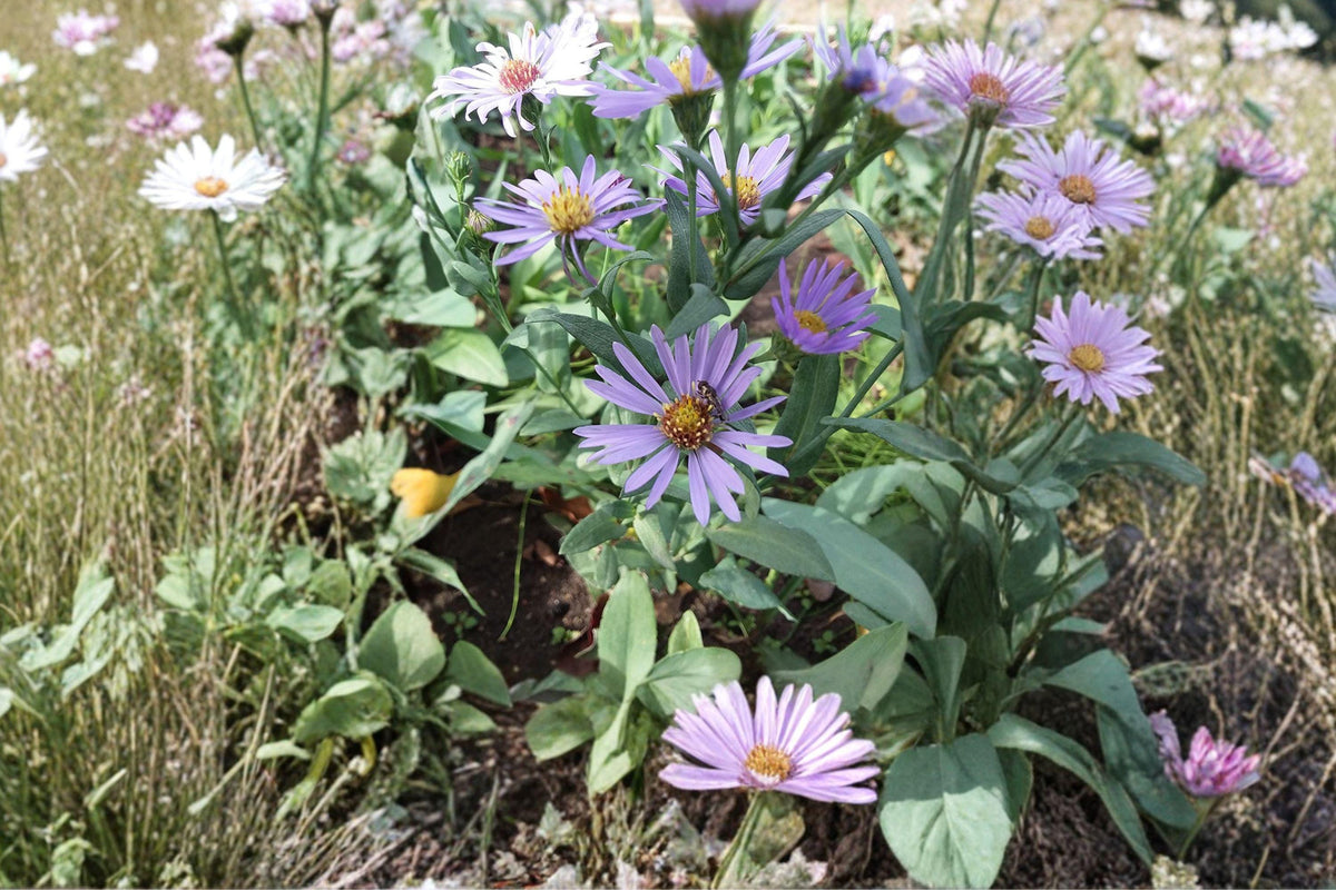 Silky Aster Seeds 100 Pack – Symphyotrichum sericeum Native Prairie Wildflower for Pollinator Gardens