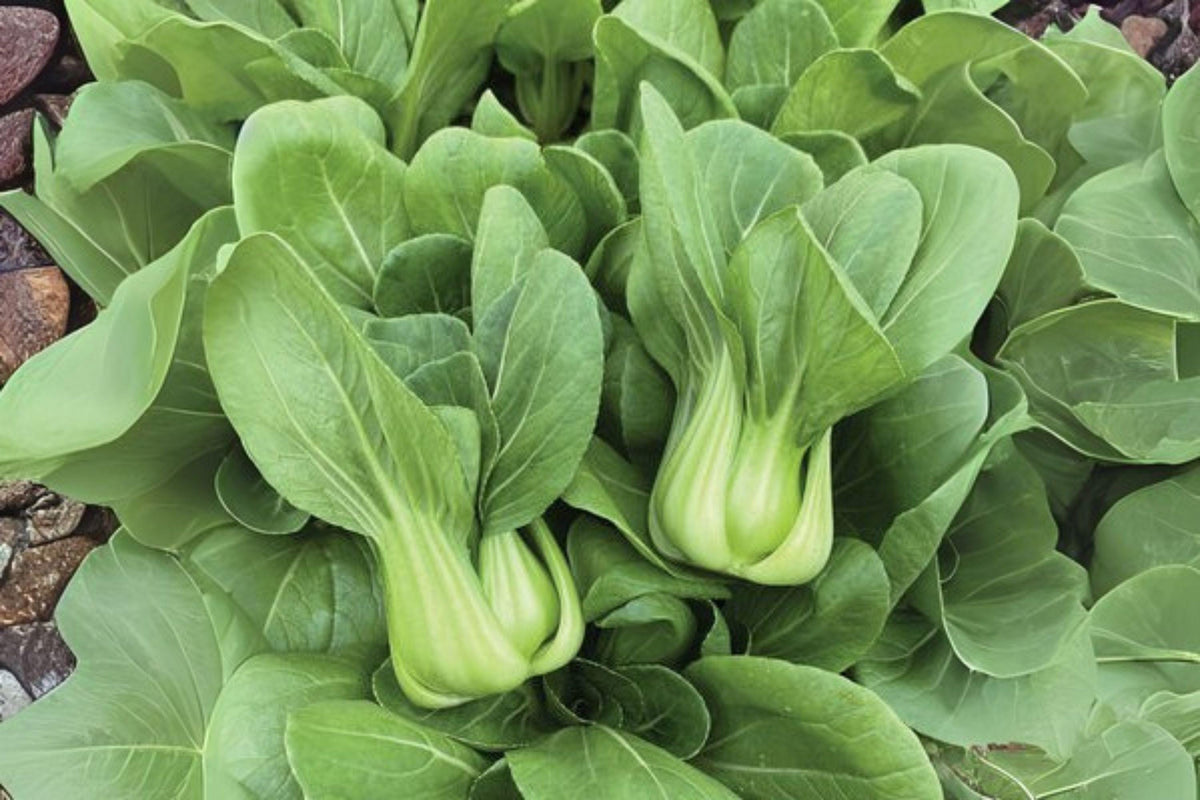 Bok Choi Taisai Seeds – Asian Heirloom Vegetable, Pak Choi, Brassica rapa subsp. chinensis, Fast Growing, Cool-Season Green Leafy Vegetable