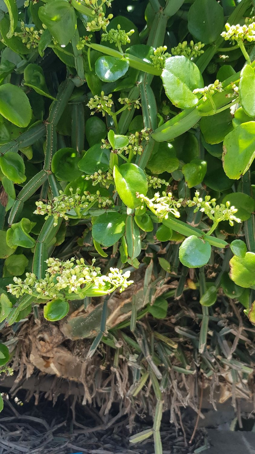 Cissus quadrangularis Unrooted Cuttings – Rare Exotic Succulent Vine with Square Stems – Veldt Grape Starter Plant