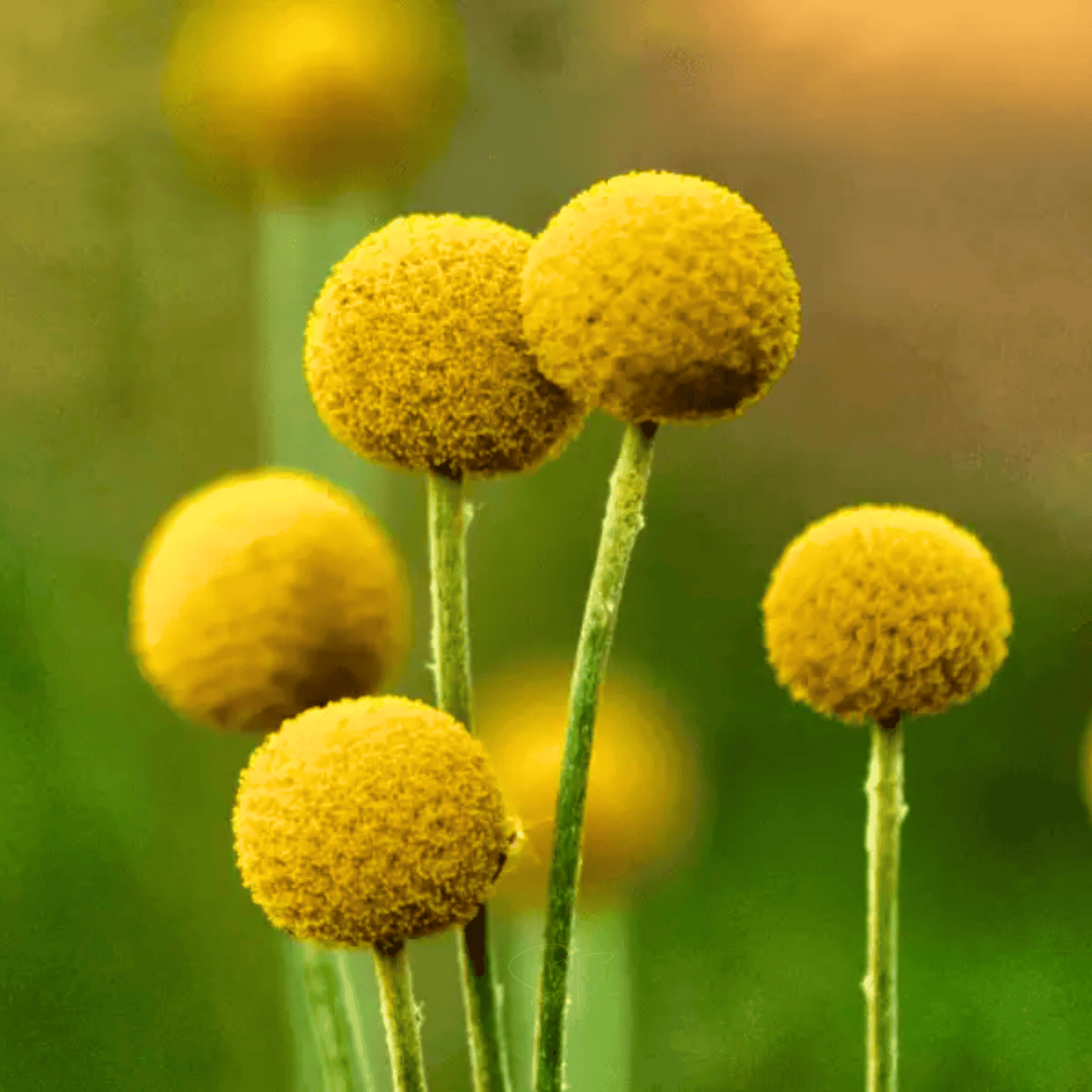 Billy Buttons (Drumsticks) – 50 Seeds