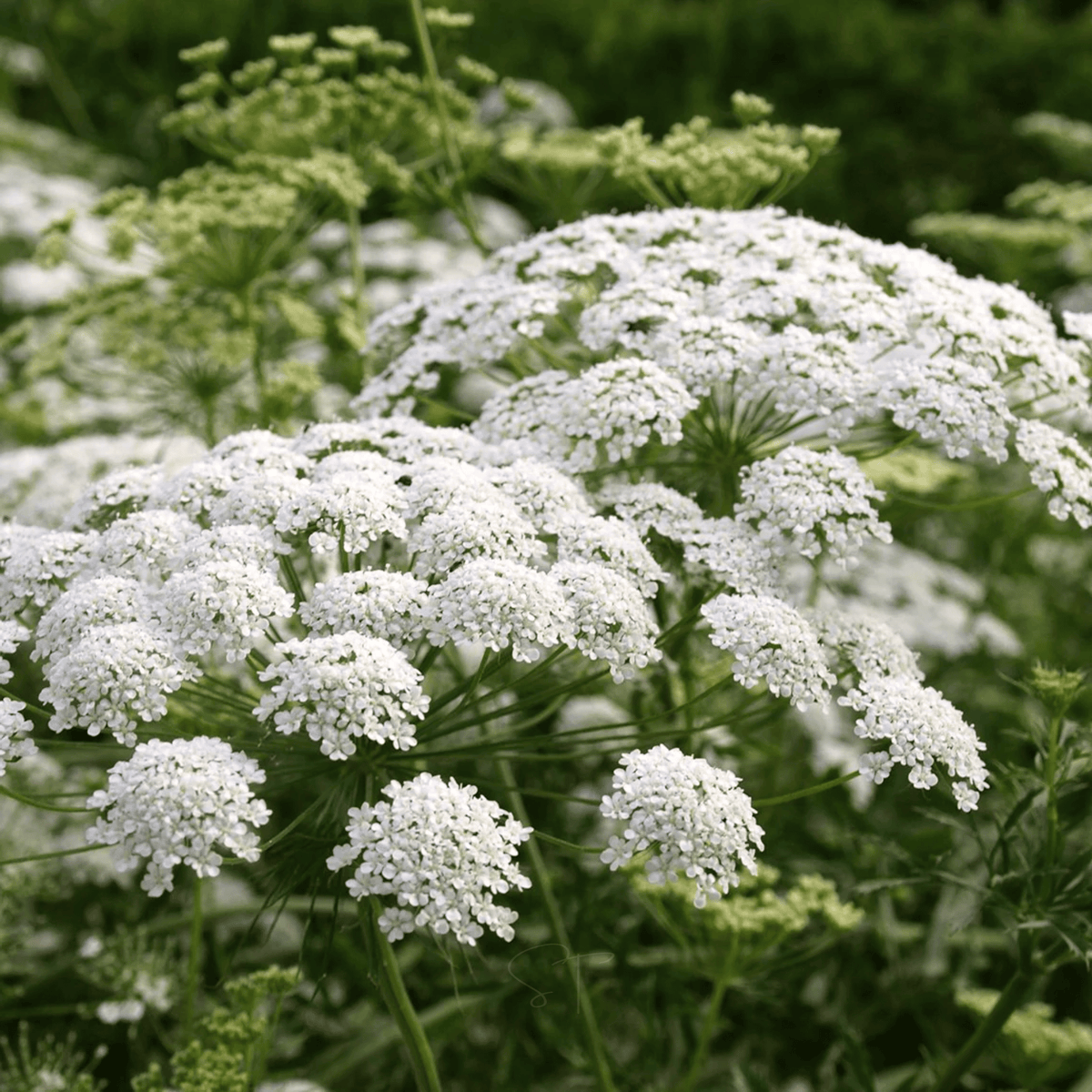 Bishop’s Flower (Wild Carrot) – 500 Seeds