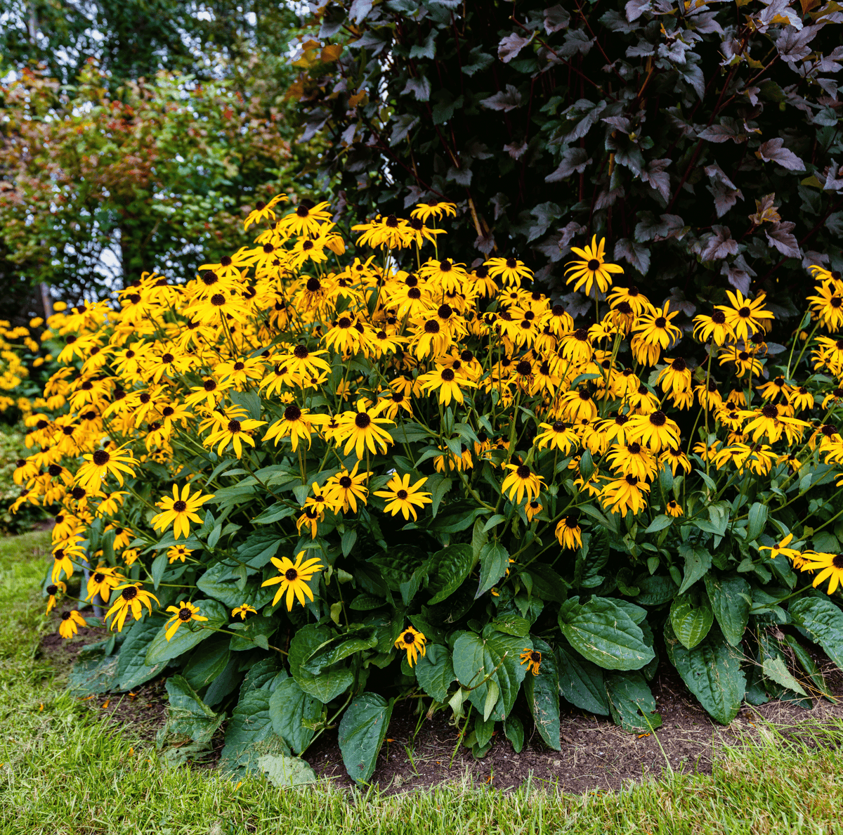 Black Eyed Susan Seeds – 100 Heirloom Rudbeckia hirta Wildflower for Garden, Pollinator, Native, Easy to Grow