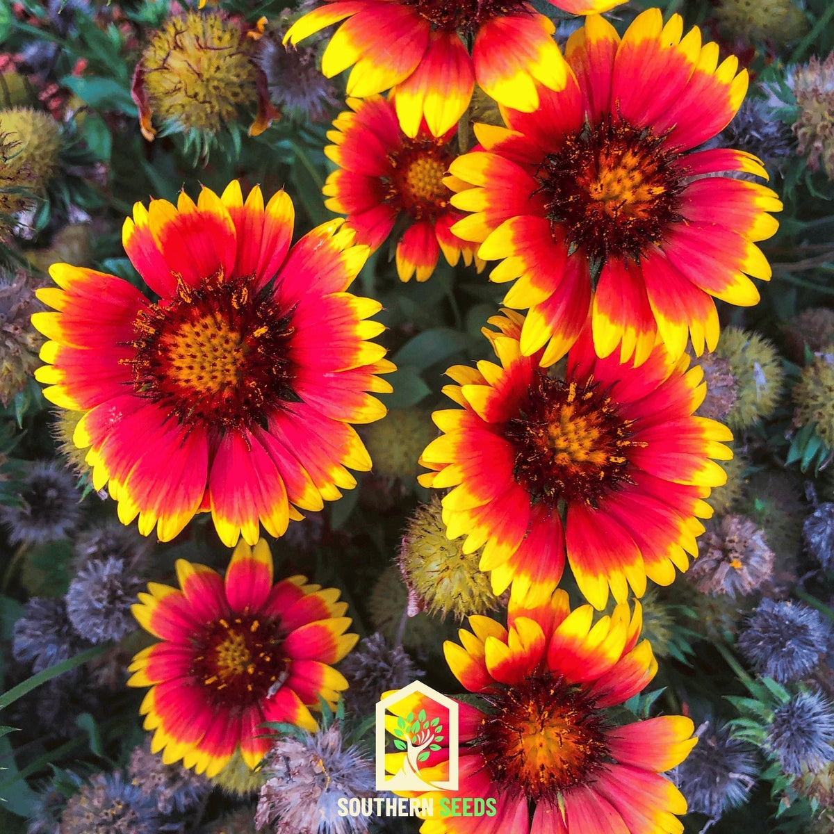 Blanket Flower Seeds – Gaillardia aristata, Drought Tolerant Perennial, Bright Red and Yellow Bi-Color Blooms, Native Wildflower, Pollinator Friendly