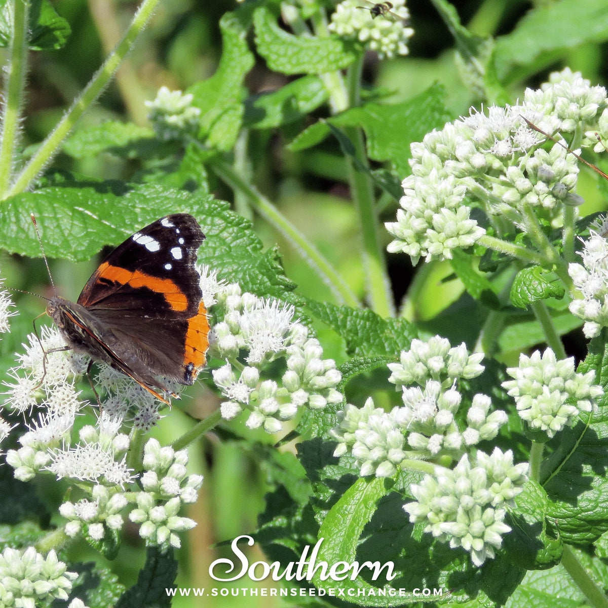 Boneset (Eupatorium) – 100 Seeds