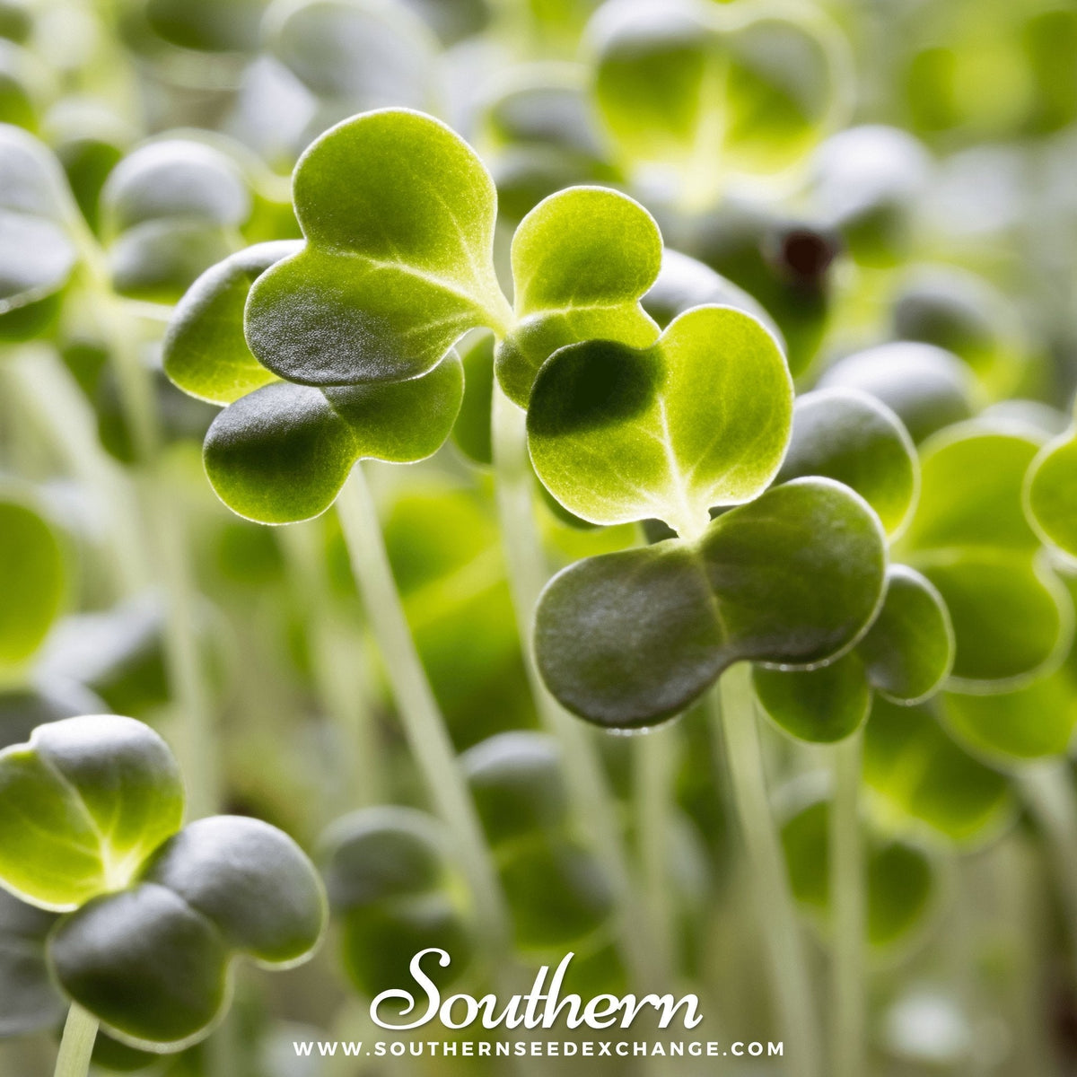 Calabrese Green Broccoli – 100 Seeds