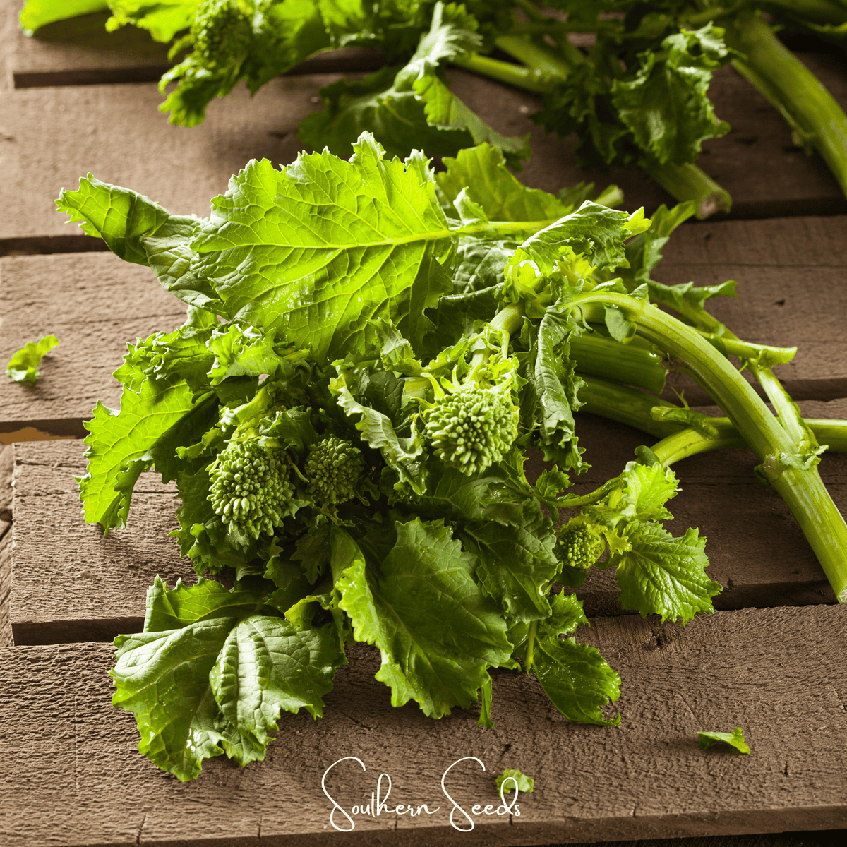 Rapini Broccoli Raab Seeds – Heirloom, Open Pollinated, Brassica rapa, Fast-Growing, Cool-Season Vegetable, 100 Seeds