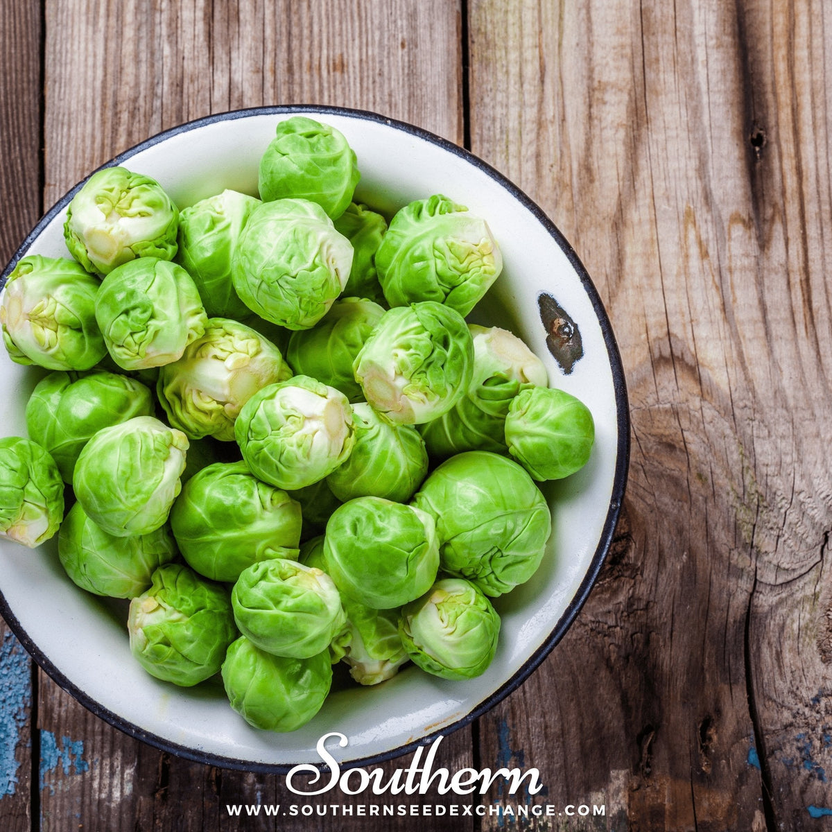 Long Island Improved Brussels Sprouts Seeds – Heirloom, Compact, Nutty Flavor, Brassica oleracea, 250 Seeds