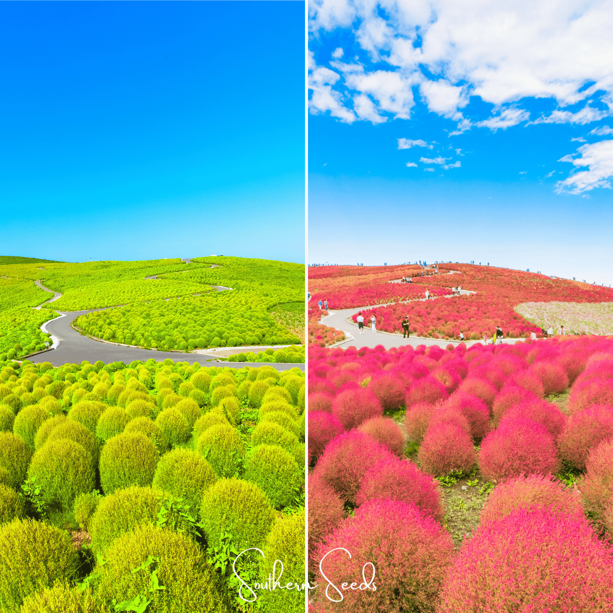 Burning Bush Seeds – Kochia trichophylla – Fall Foliage, Drought Tolerant, Globe-Shaped Annual, 100 Seeds