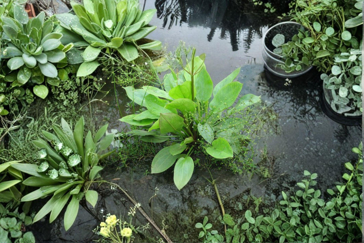 Alisma Subcordatum Seeds – Native Aquatic Perennial for Water Gardens, Pond Margins, Wetlands Restoration
