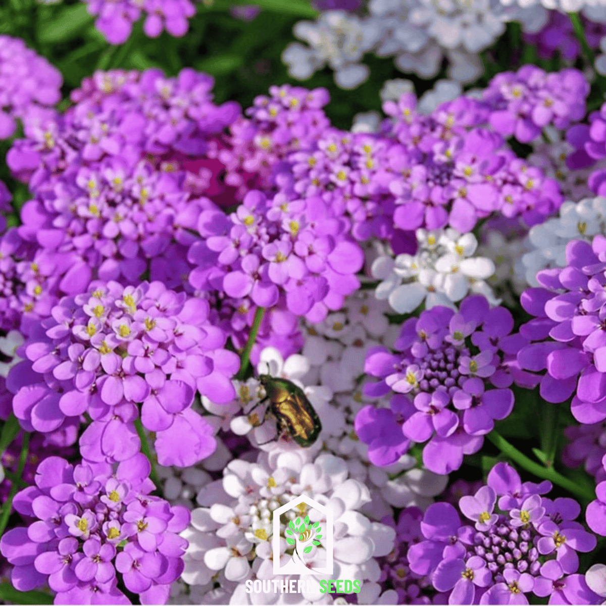 Candytuft Mix – 100 Seeds