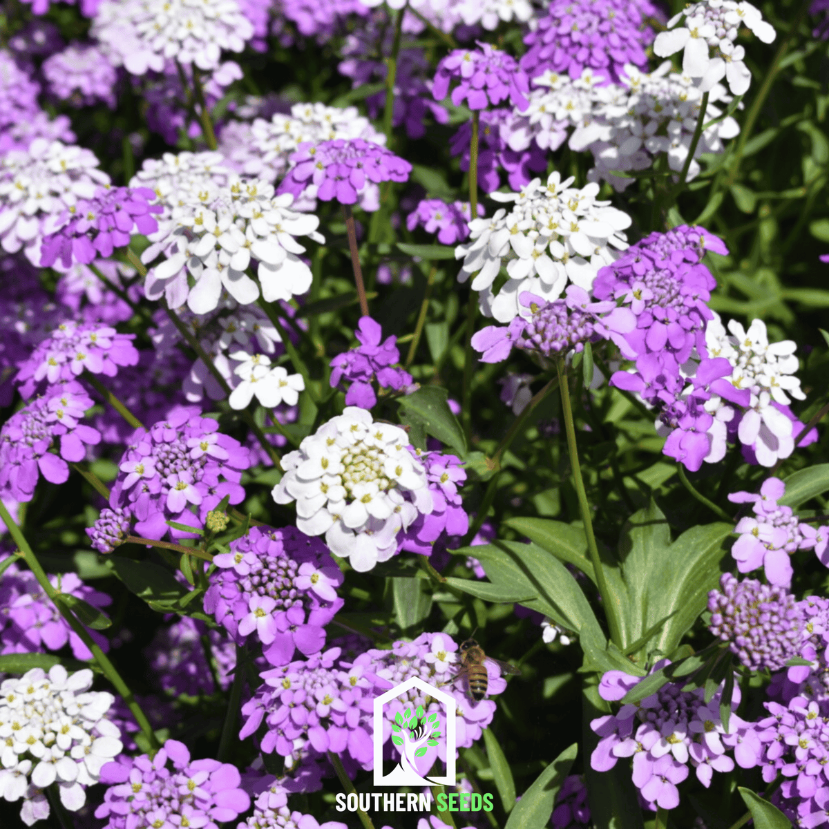 Mixed Color Candytuft Seeds – Heirloom Iberis umbellata for Garden Edging, Pollinator Attractant, 100 Seeds
