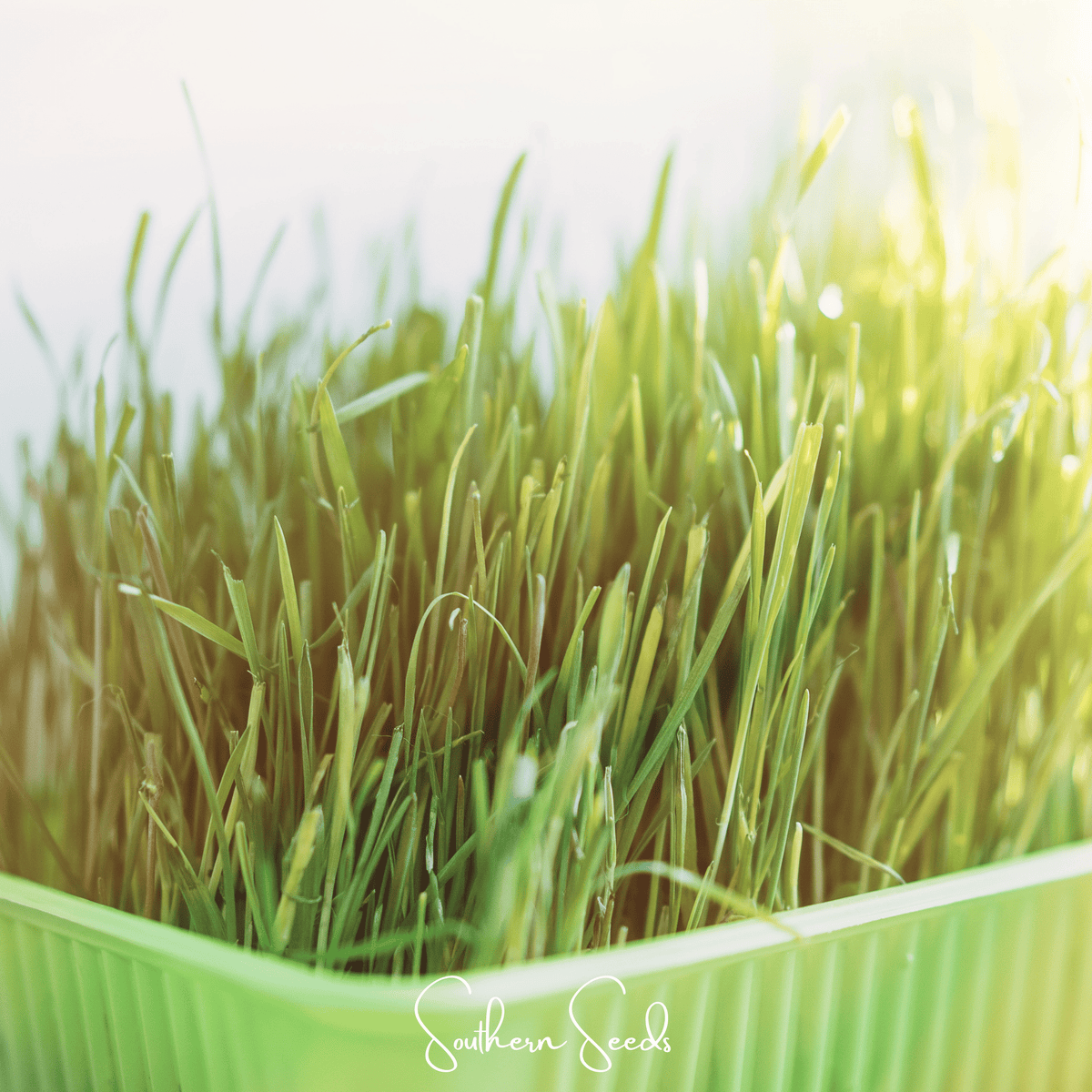 Cat Grass – 50 Seeds
