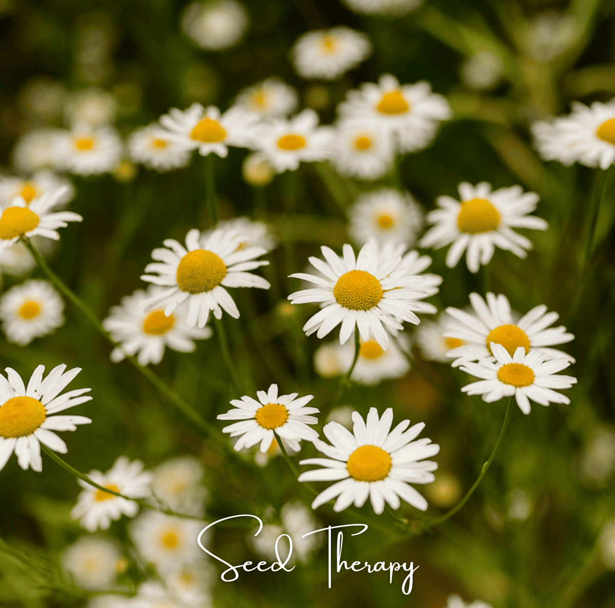 Roman Chamomile Seeds - 300 Heirloom Open Pollinated Perennial Herb Anthemis nobilis