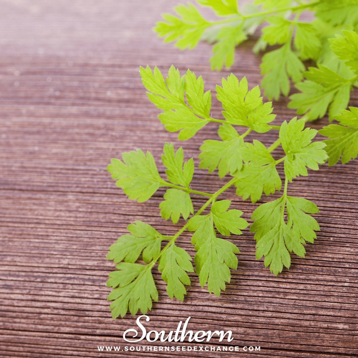 Flat Chervil Seeds - 200 Non-GMO Heirloom French Parsley Herb - Annual, USDA Zones 3-12