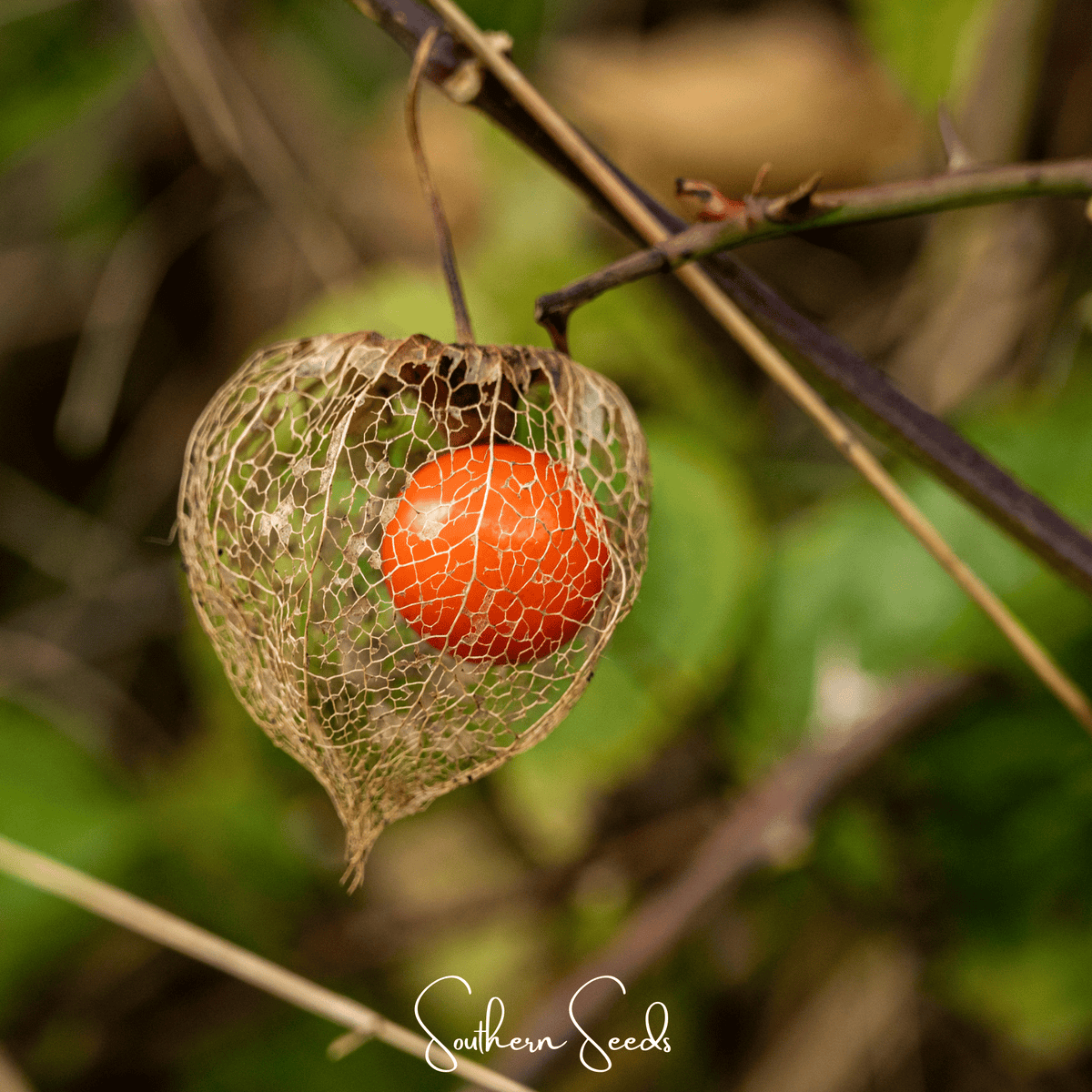 Chinese Lantern Seeds – 50 Heirloom Physalis alkekengi Perennial for Fall Decor & Dried Arrangements