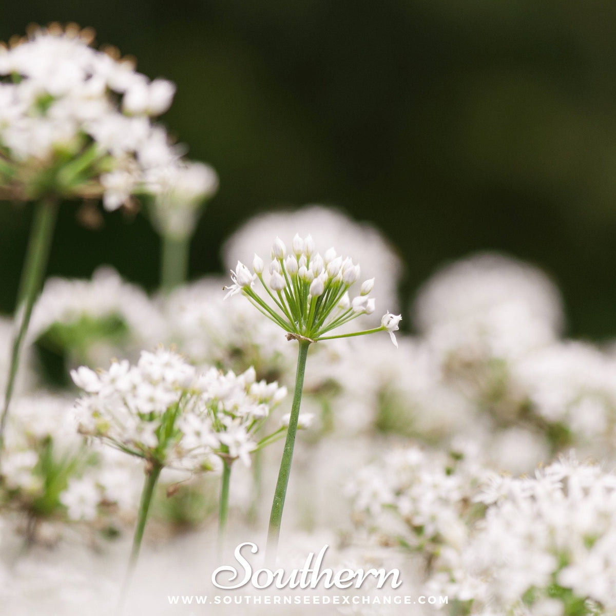Garlic Chives – 250 Seeds
