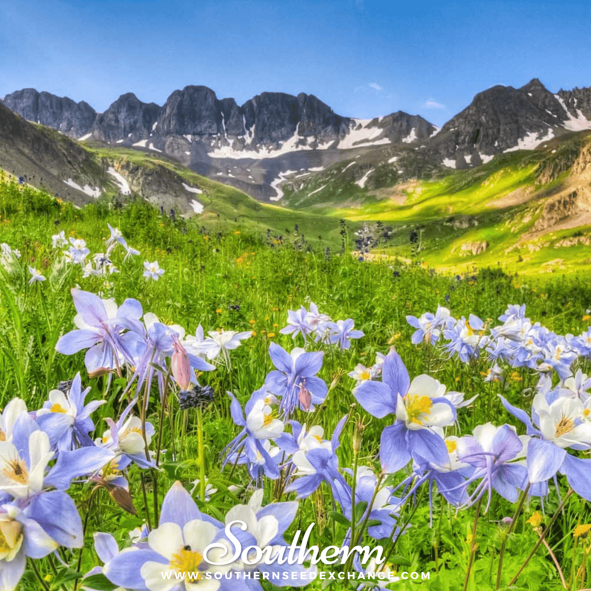 Dwarf Columbine Mix – 100 Seeds