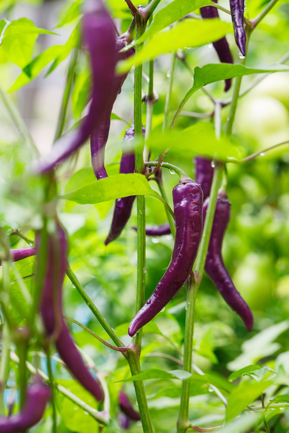 100 MIXED CAYENNE PEPPER Hot Yellow Purple Orange Red Green Capsicum Vegetable Seeds