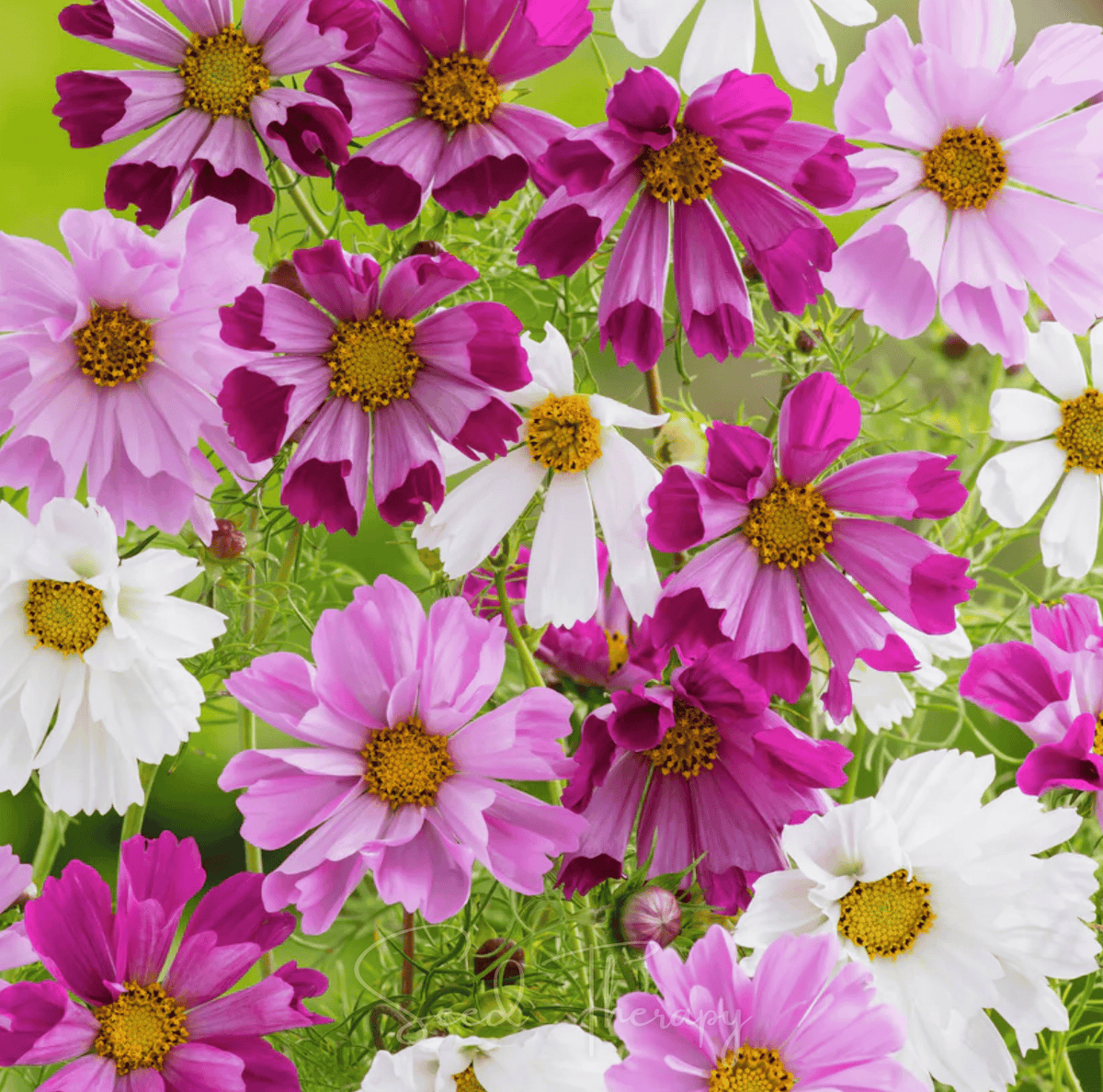 Sea Shells Cosmos Seeds – Heirloom, Pink & White Tubular Flowers, Cut-and-Come-Again, Cosmos bipinnatus, 100 Seeds