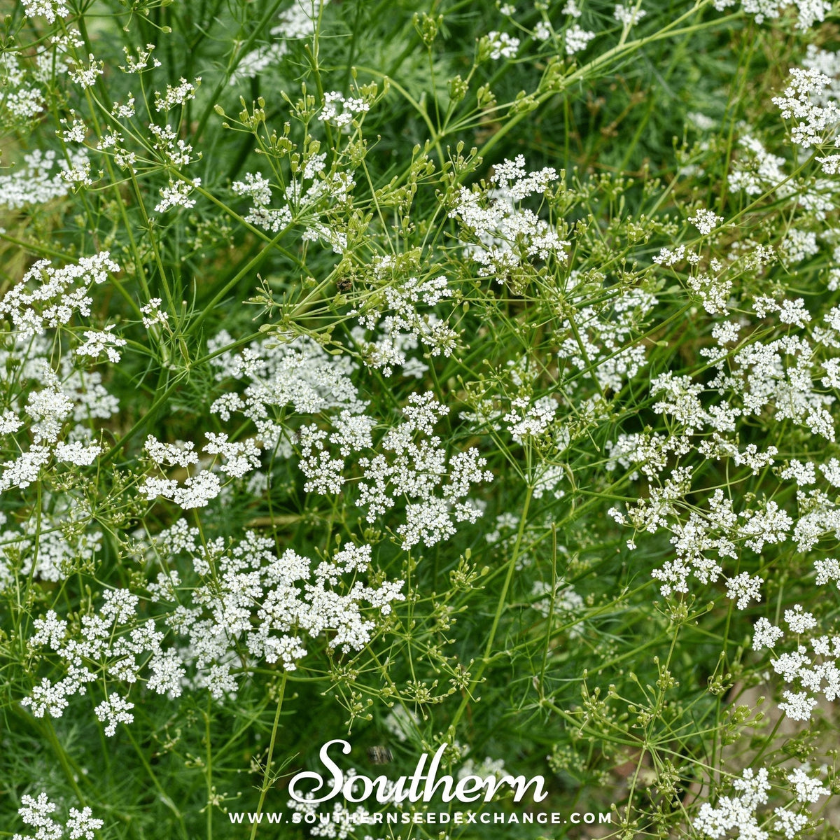 Cumin Seeds 100 Pack | Heirloom, Open Pollinated, Aromatic Spice | Cuminum cyminum