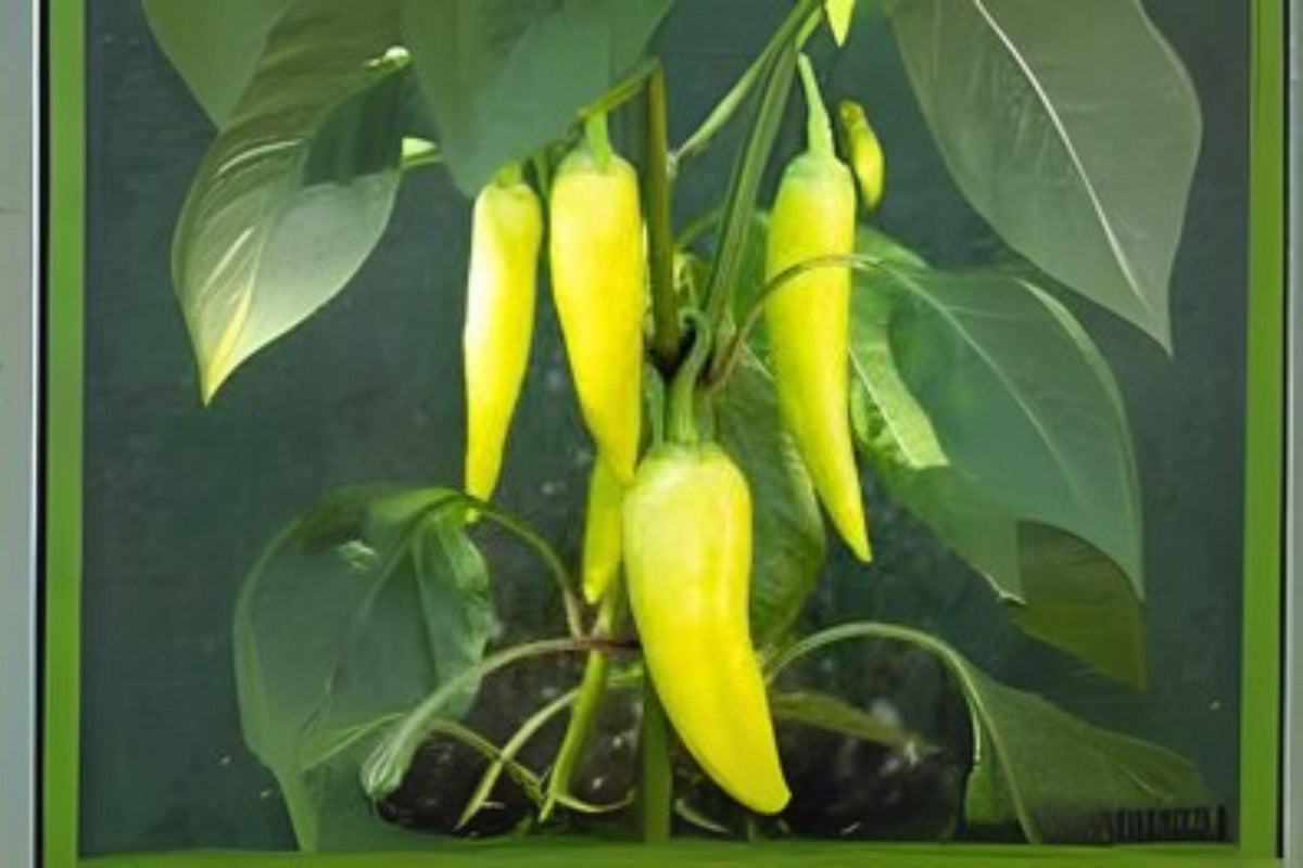 Sweet Banana Pepper Seeds – Heirloom Capsicum Annuum for Garden & Container Growing, 30 Seeds