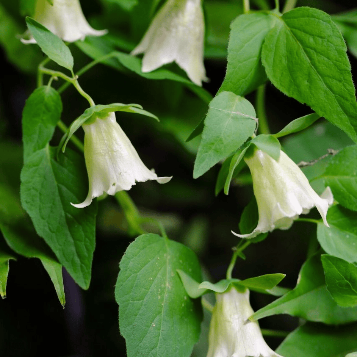 Dang Shen Seeds - 50 Heirloom Codonopsis Pilosula Perennial Vine for Traditional Chinese Medicine, Bell-Shaped Flowers, Herbal Wellness