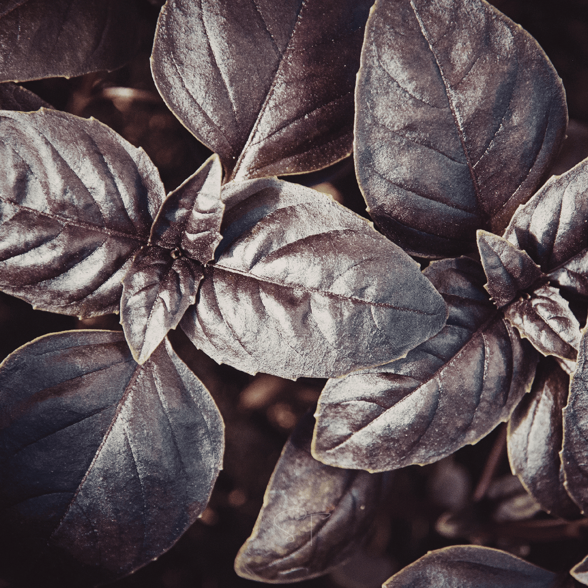 Dark Opal Basil – 250 Seeds