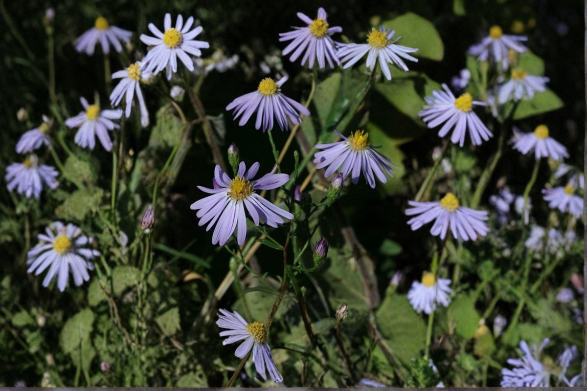 100 Prairie Aster Seeds Symphyotrichum turbinellum Native Wildflower for Pollinator Gardens, Drought Tolerant