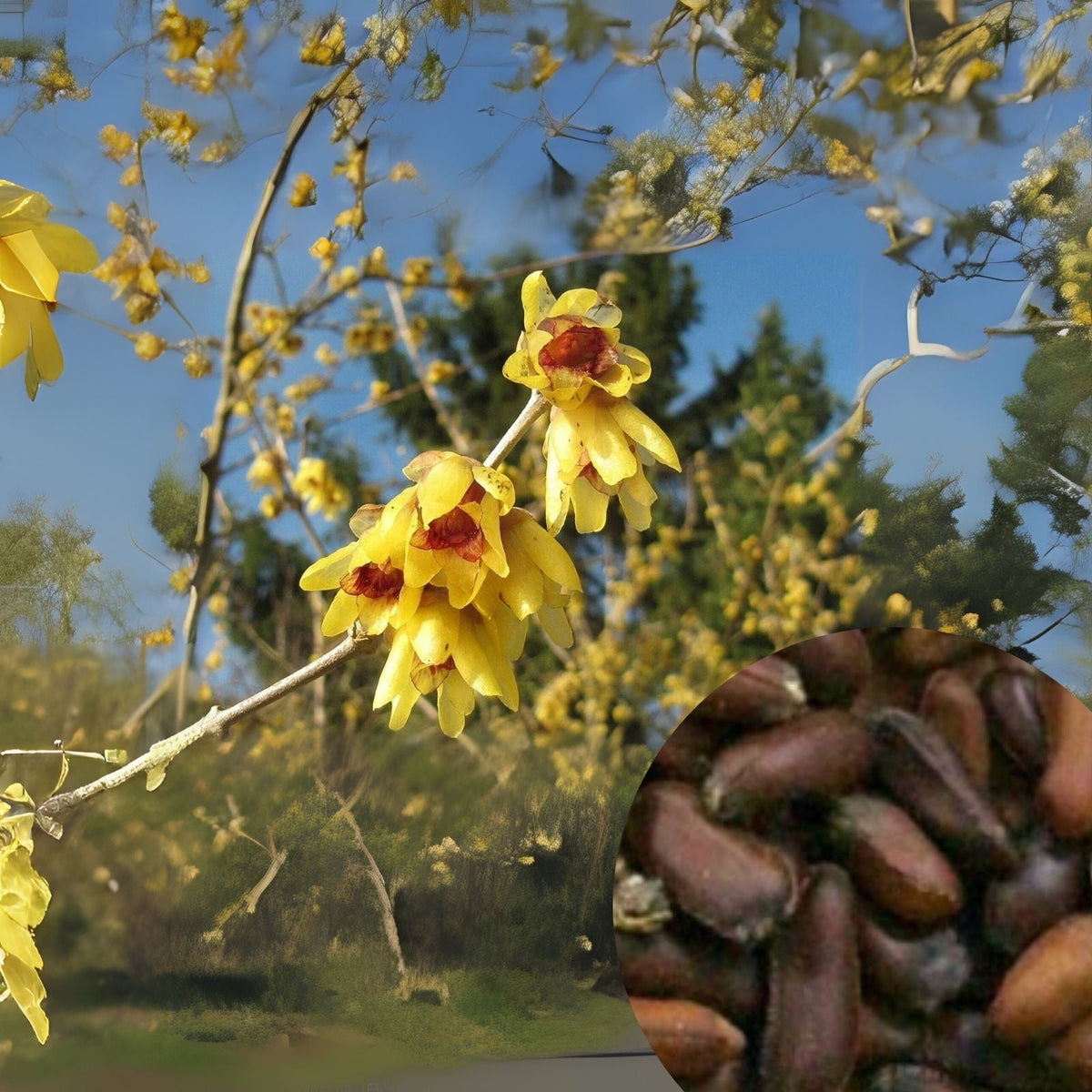 Wintersweet Seeds - 10 Pack Chimonanthus praecox - Fragrant Winter Blooms - Ships from Iowa, USA