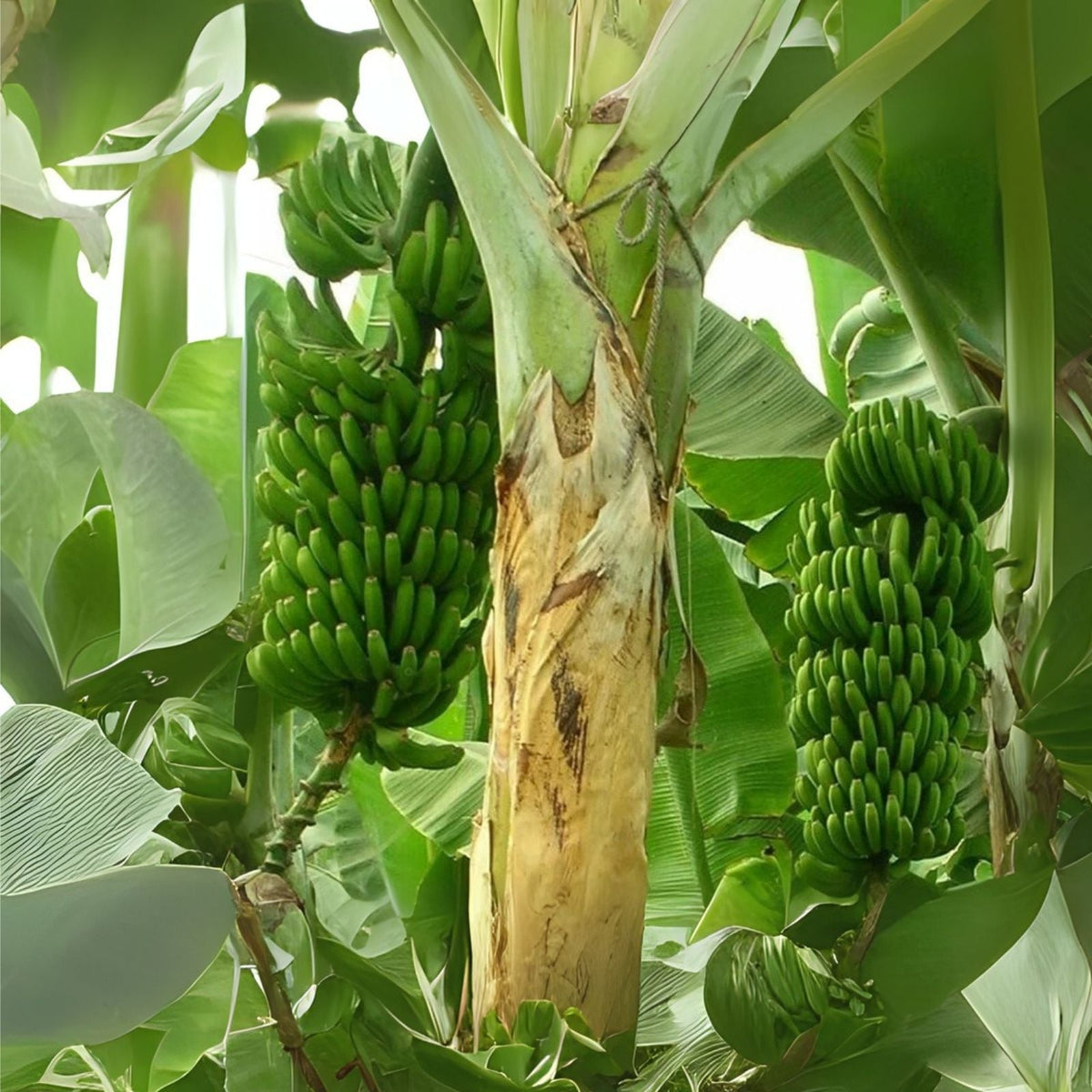 Wild Banana Tree Seeds - 10 Seeds - Musa acuminata - Perfect for Planting and Growing Your Own Banana Plants