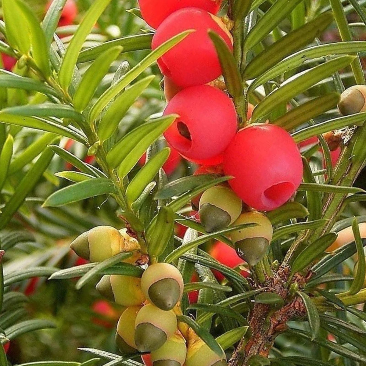 30 English Yew Tree Seeds, Taxus baccata, Evergreen with Bright Red Fruit, Ideal for Landscaping