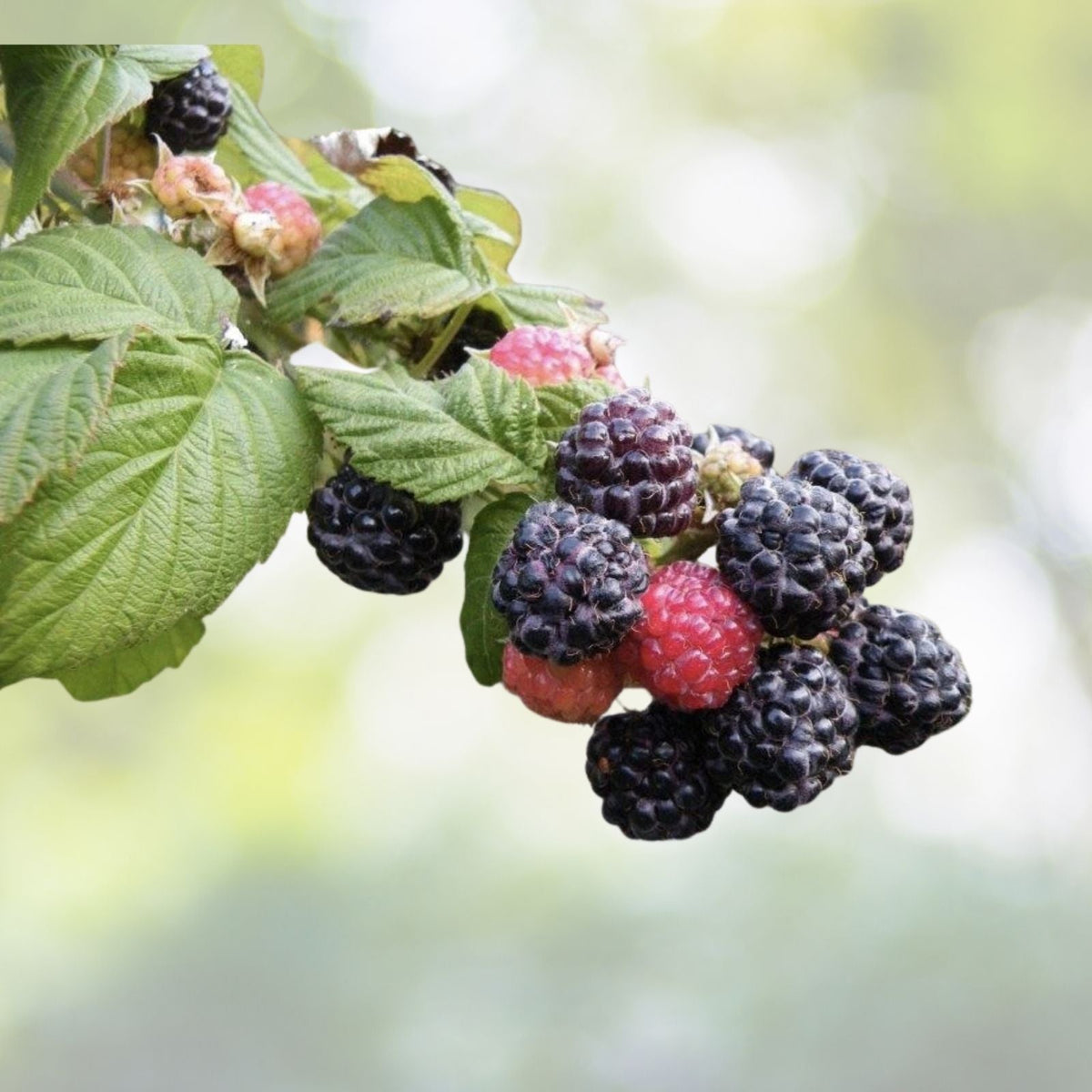 Ohio Treasure Black Raspberry Plant Everbearing, Zones 3-8, Rubus occidentalis, Not Dormant