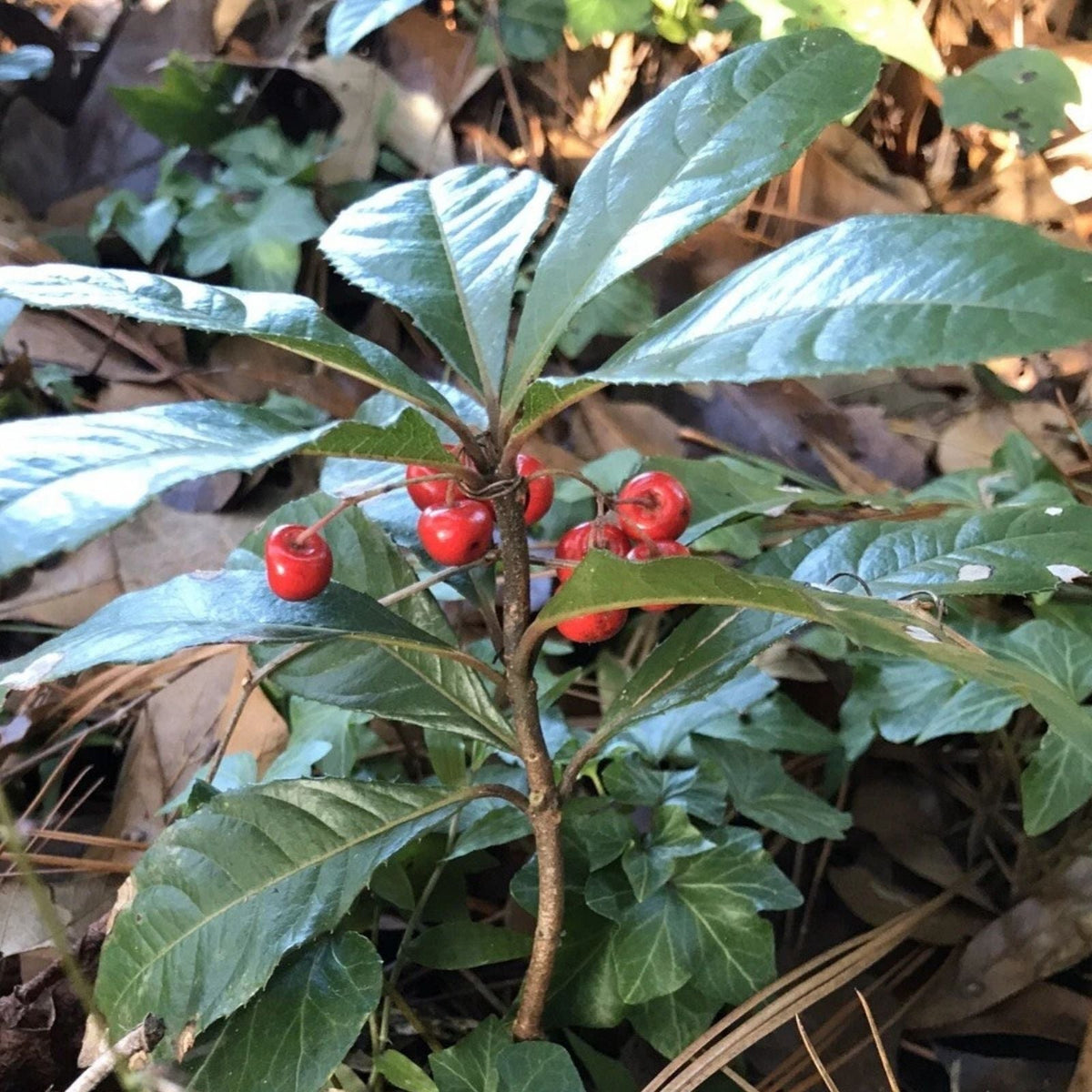 10 Organic Coral Berry Plants 5"-10” Tall Ardisia crenata - Decorative Houseplants for Gardens and Indoor Spaces